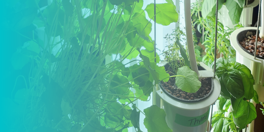 Brianna Humphrey, owner of the restaurant Radical Gardens talks about Nutritower and gardening.