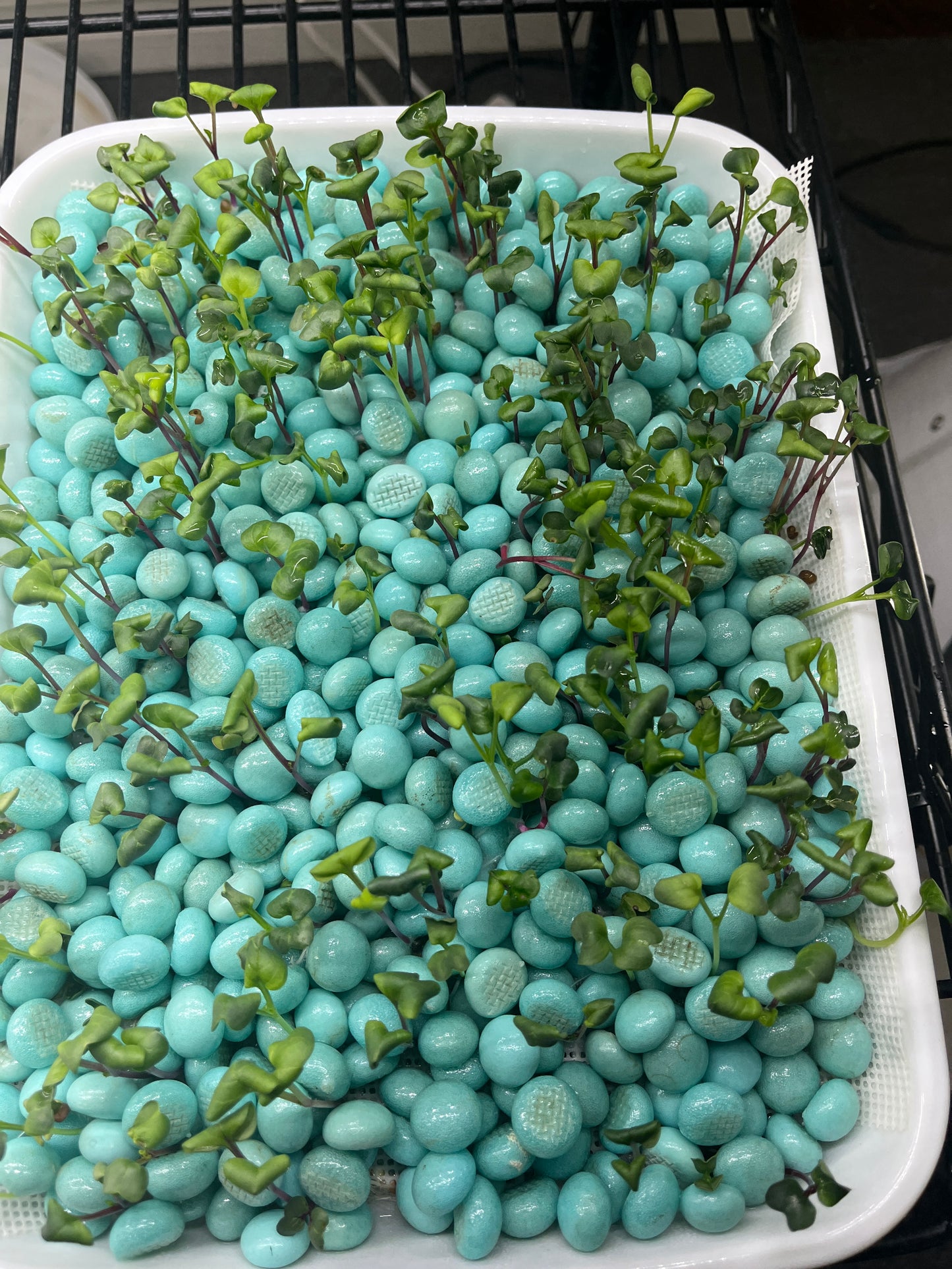 Water Pearls
