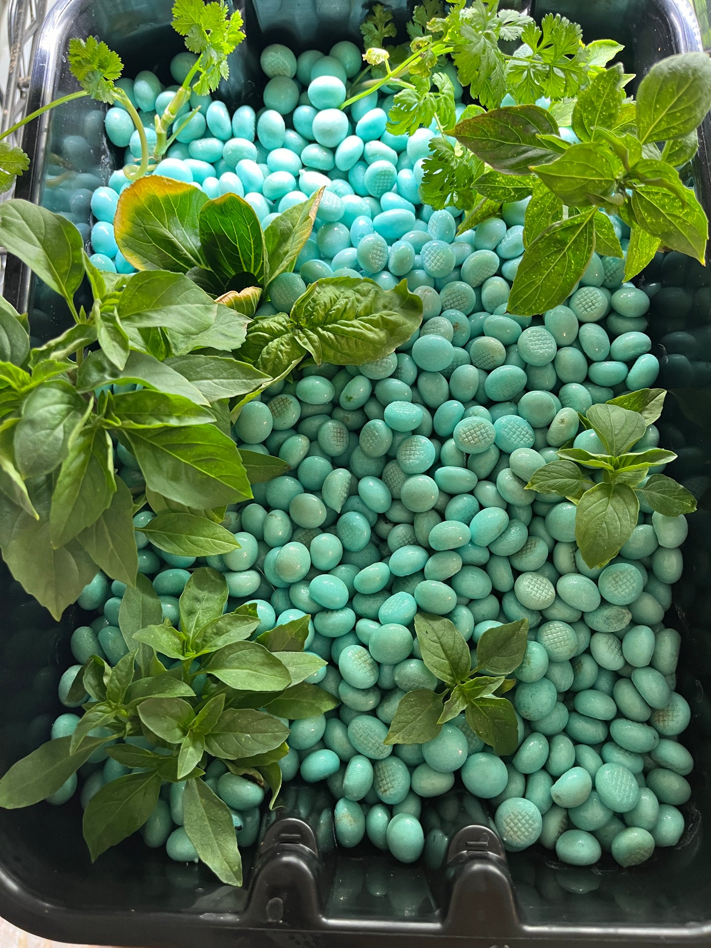 Water Pearls