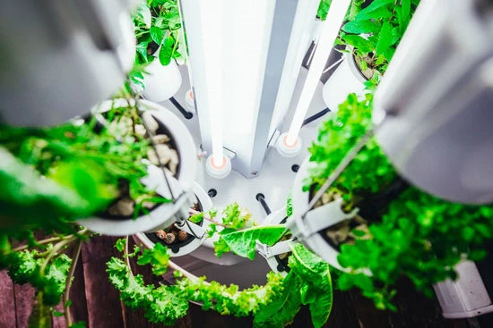 Nutrients, Fertilizers & Lights